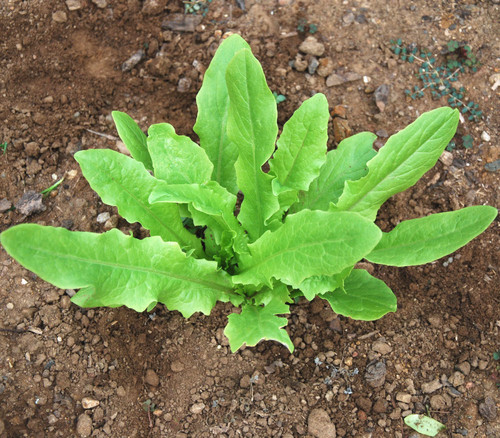 Sword Lettuce Seeds