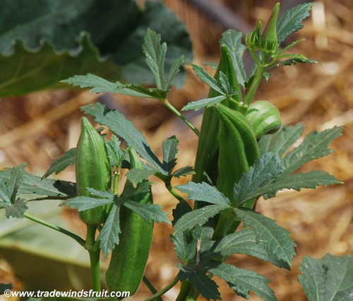 Clemson Spineless Okra Seeds