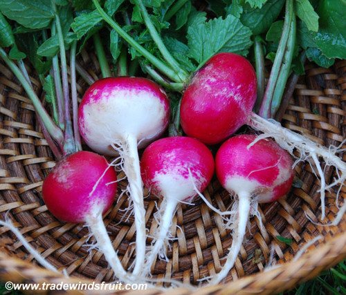 Sparkler White Tip Radish Seeds