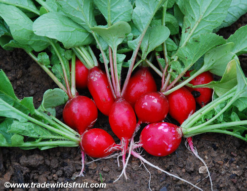 Cherry Belle Radish Seeds