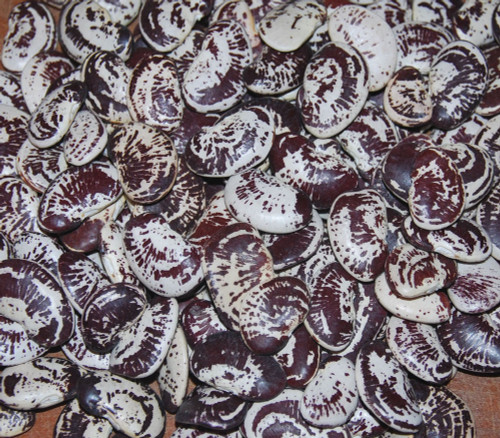 Christmas Pole Lima Bean Seeds
