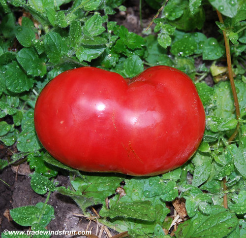 Goliath Tomato Seeds