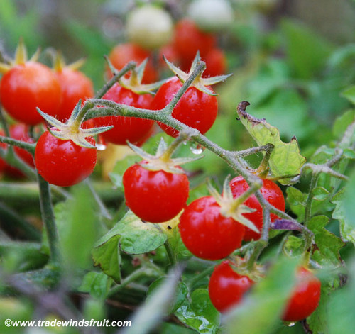 Red Currant Tomato Seeds