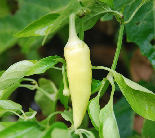Caloro Pepper Seeds