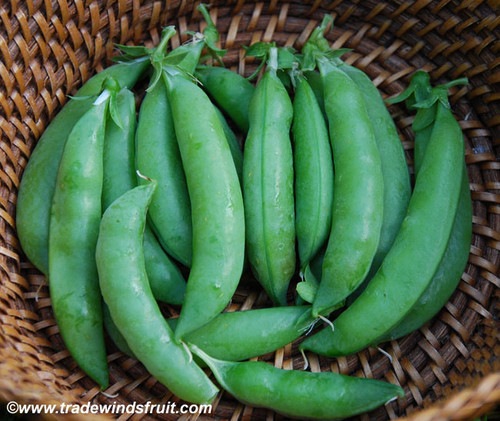 Sugar Ann Sugar Snap Pea Seeds Sugar Ann Sugar Snap Pea Seeds