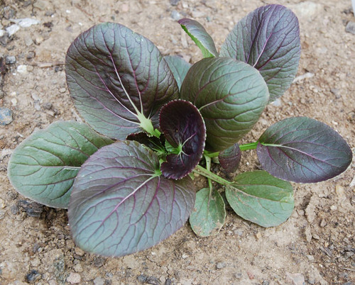 Red Pak Choi Seeds Red Pak Choi Seeds