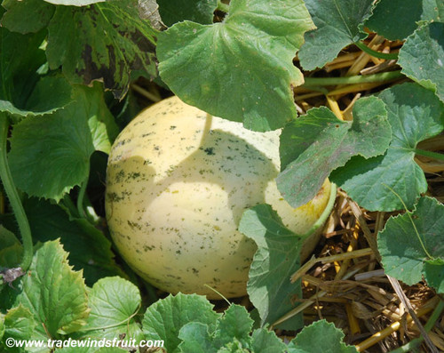 Crane Melon Seeds