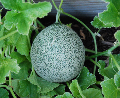 Minnesota Midget Melon Seeds Minnesota Midget Melon Seeds