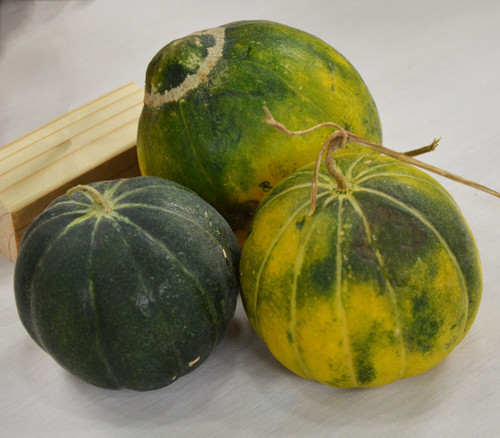 Noir des Carmes Melon Seeds