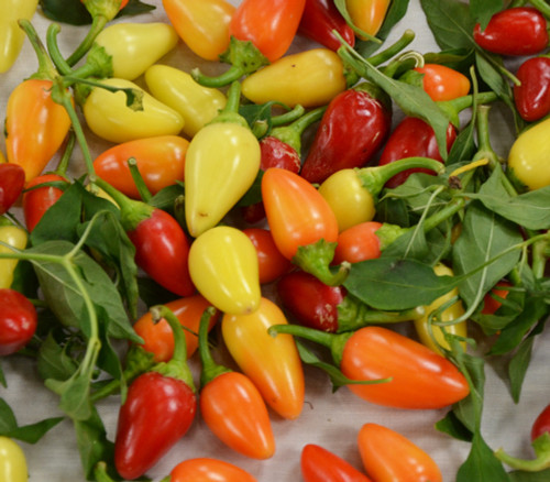 Cascabella Pepper Seeds