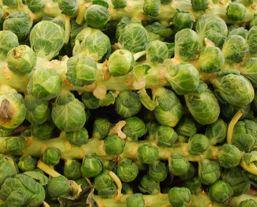 Roodnerf Brussels Sprouts Seeds