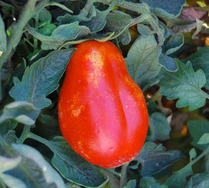 Opalka Tomato Seeds