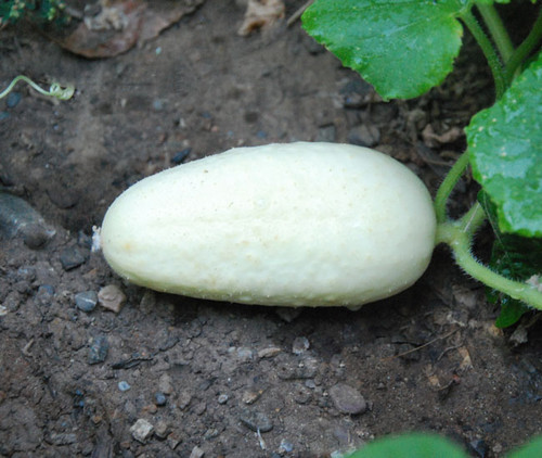 White Wonder Cucumber Seeds