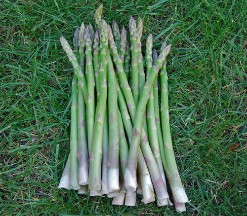 Mary Washington Asparagus Seeds