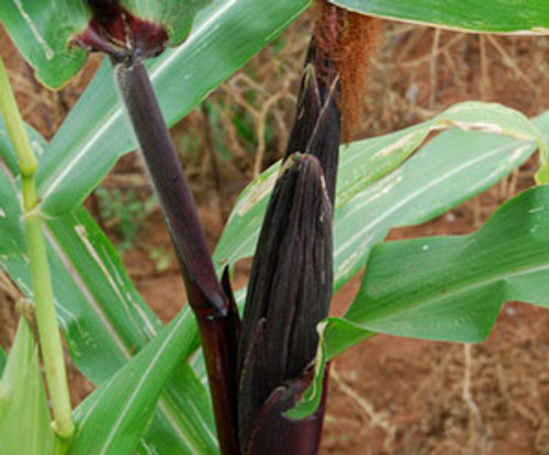 Seneca Red Stalker Corn Seeds