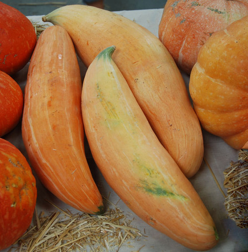 Georgia Candy Roaster Squash Seeds