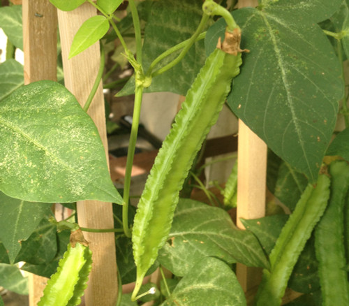 Winged Bean Seeds
