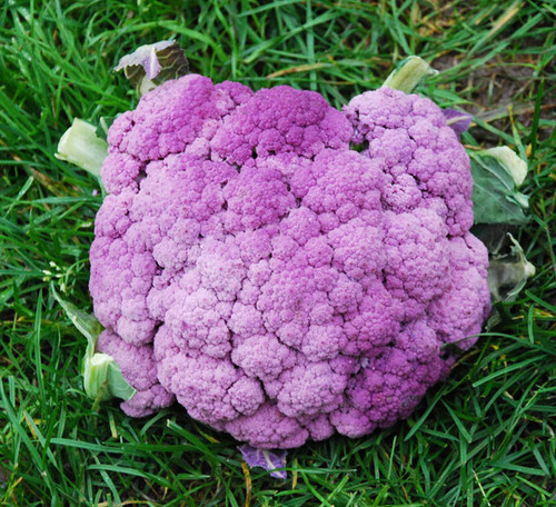 Violetta Italia Cauliflower Seeds