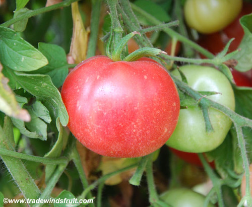 Red Peach Tomato Seeds