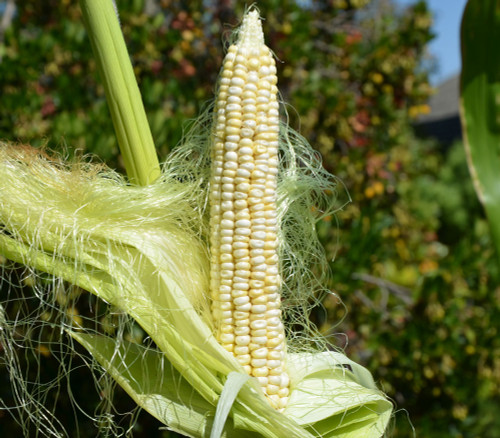 Boone County White Corn Seeds