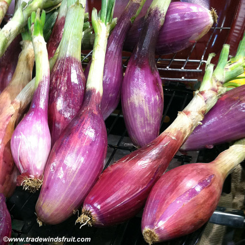 Tropeana Lunga Onion Seeds