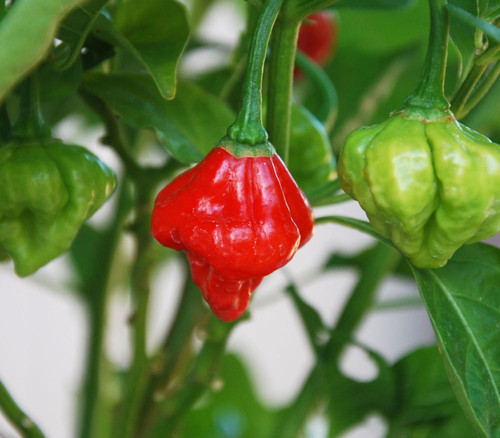 Aji Dulce 1 Pepper Seeds