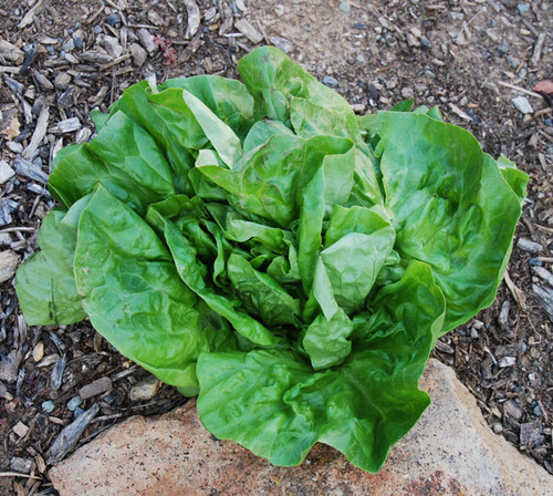 Buttercrunch Lettuce Seeds Buttercrunch Lettuce Seeds
