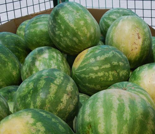 Allsweet Watermelon Seeds