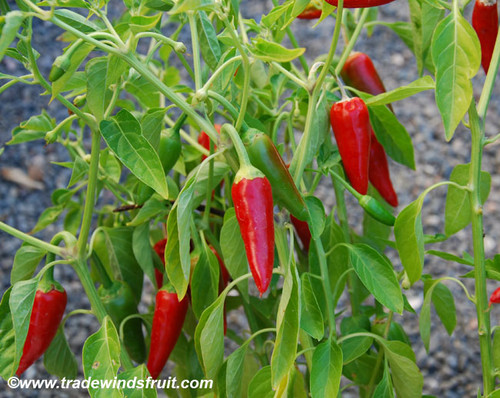 Hawaiian Sweet Hot Pepper Seeds Hawaiian Sweet Hot Pepper Seeds