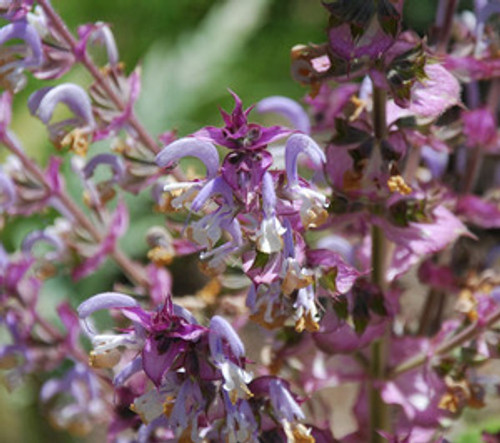 Salvia sclarea - Clary Sage Seeds