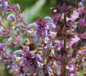 Salvia sclarea - Clary Sage Seeds