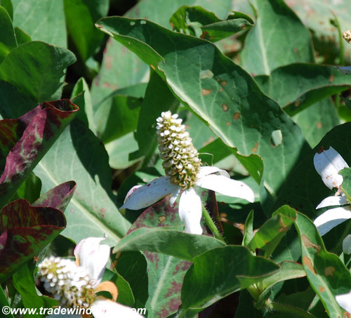 Anemopsis californica - Yerba Mansa