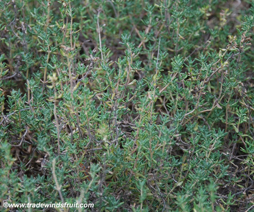 Thymus vulgaris - Thyme Seeds