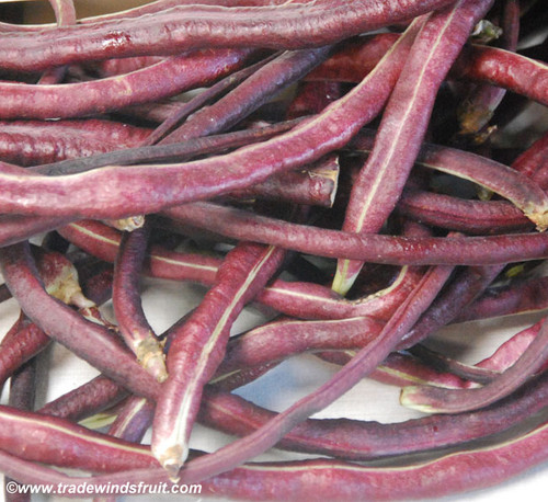 Chinese Red Noodle Yard Long Bean Seeds
