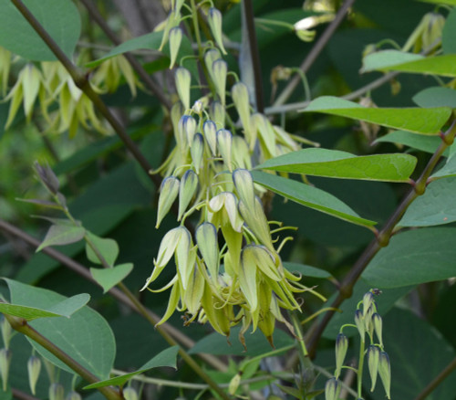 Decaisnea fargesii - Blue Sausage Fruit