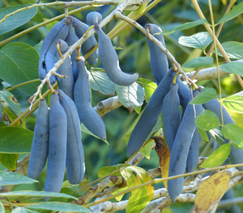 Decaisnea fargesii - Blue Sausage Fruit Seeds