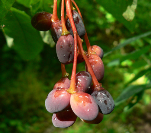 Osmaronia cerasiformis - Oso Berry Seeds