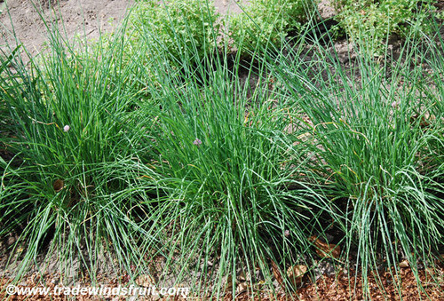 Allium schoenoprasum - Chives Seeds Allium schoenoprasum - Chives Seeds