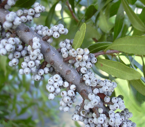 Myrica pensylvanica - Bayberry Seeds