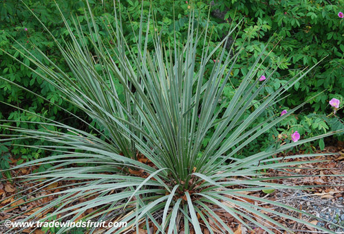 Yucca glauca - Soapweed Yucca Seeds
