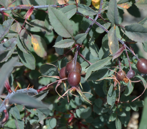 Rosa glauca - Red Leaf Rose