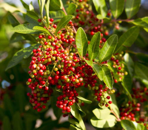 Zanthoxylum piperitum - Japanese Pepper Seeds