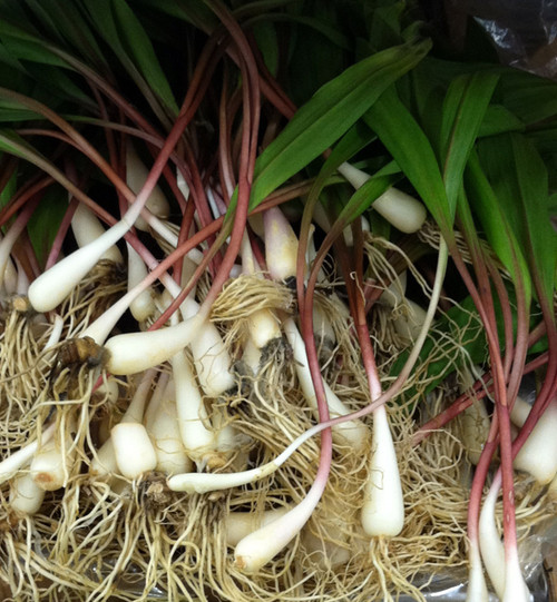 Allium tricoccum - Wild Leek Seeds