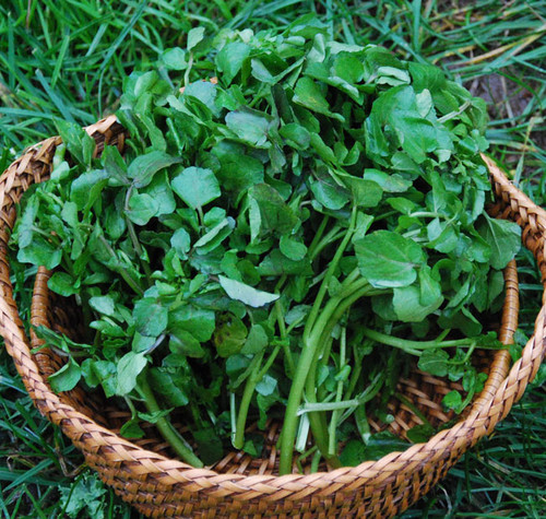 Nasturtium officinale - Watercress Seeds Nasturtium officinale - Watercress Seeds