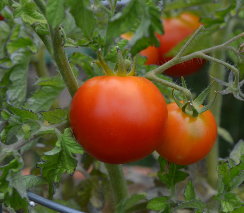 Patio Hybrid Tomato Seeds