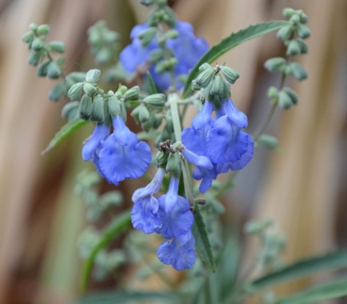 Salvia azurea - Blue Sage Seeds Salvia azurea - Blue Sage Seeds