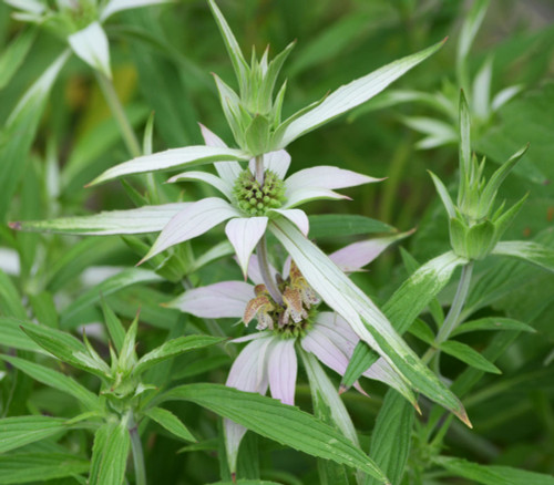 Monarda punctata - Spotted Bee Balm Seeds Monarda punctata - Spotted Bee Balm Seeds