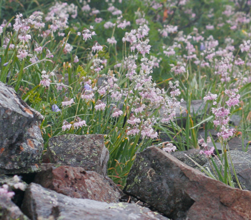Allium cernuum - Nodding Onion Seeds