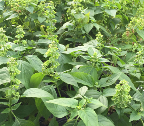 Ocimum micranthum - Peruvian Basil Seeds