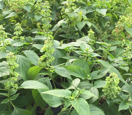Ocimum micranthum - Peruvian Basil Seeds